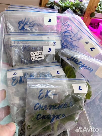 Сортовые фиалки