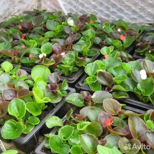 Семена для микрозелени