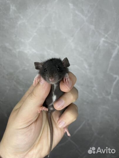 Крысята дамбо с доставкой