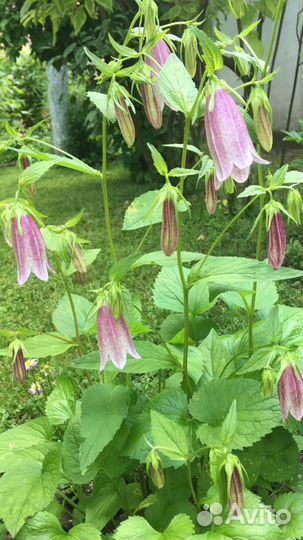 Колокольчики садовые