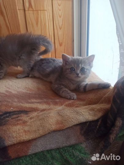 Котятки в добрые руки