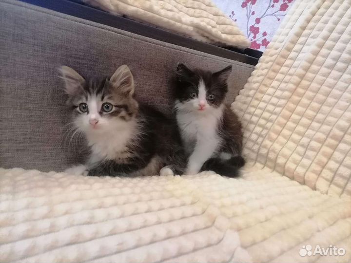 Отдам котят