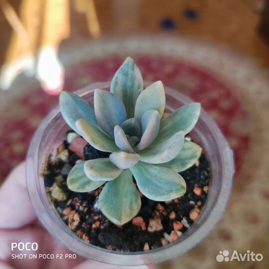 Суккуленты