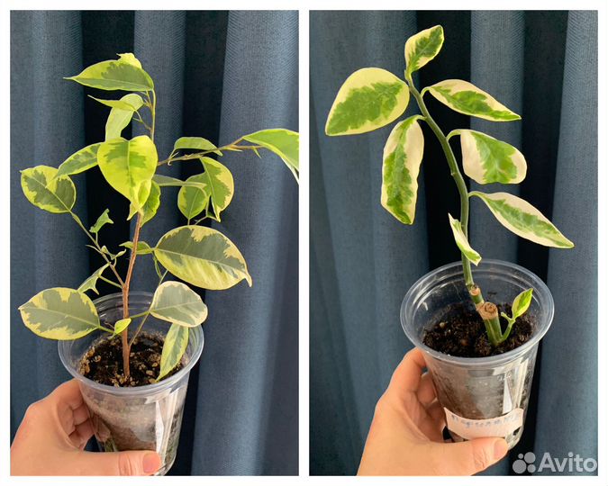 Пеларгония, фикусы, комнатные цветы