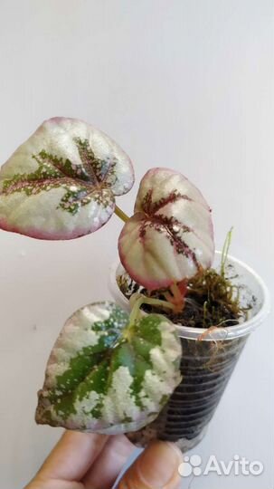 Пилея, бегония, сингониум, фиттония