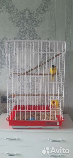 Попугаи какарики с клеткой