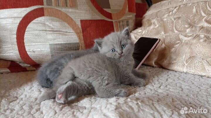 Шатланские котята
