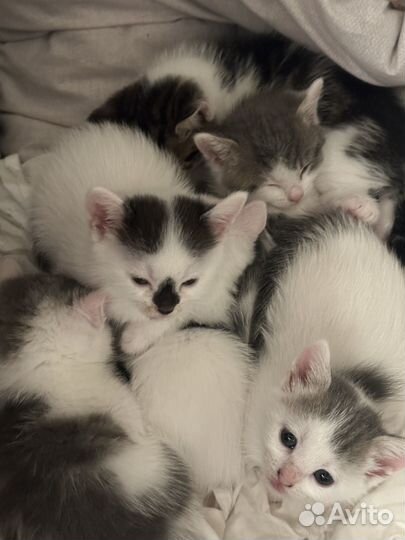 Котята