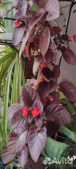 Домашние цветы