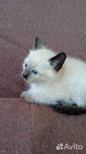 Котенок (мальчик) сиамский