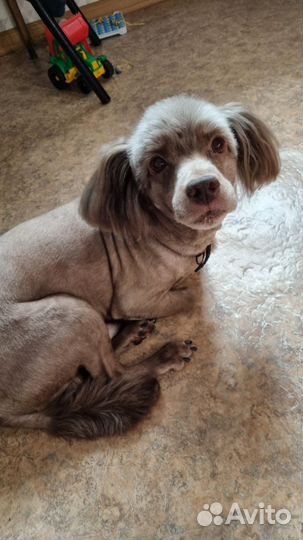 Отдам в добрые руки