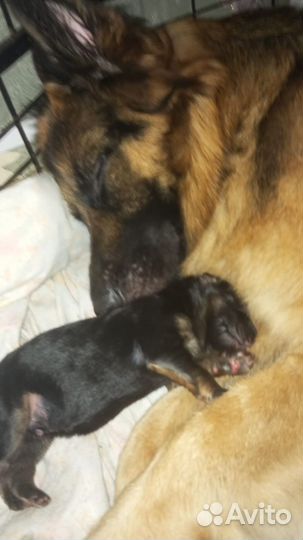 Щенки немецкой овчарки