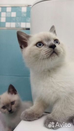 Шотландские прямоухие котята