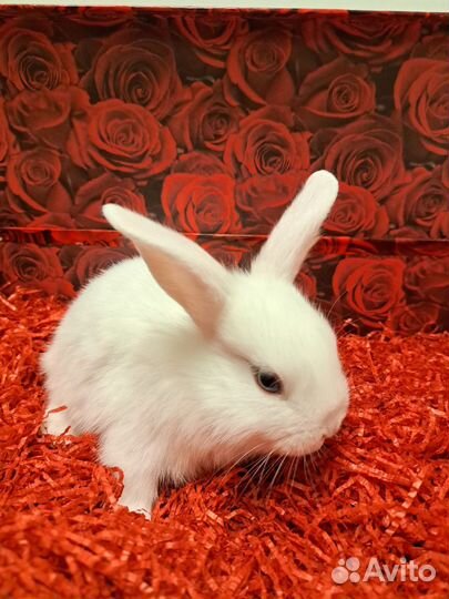 Декоративные кролики