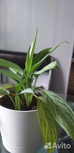 Комнатные растения и цветы