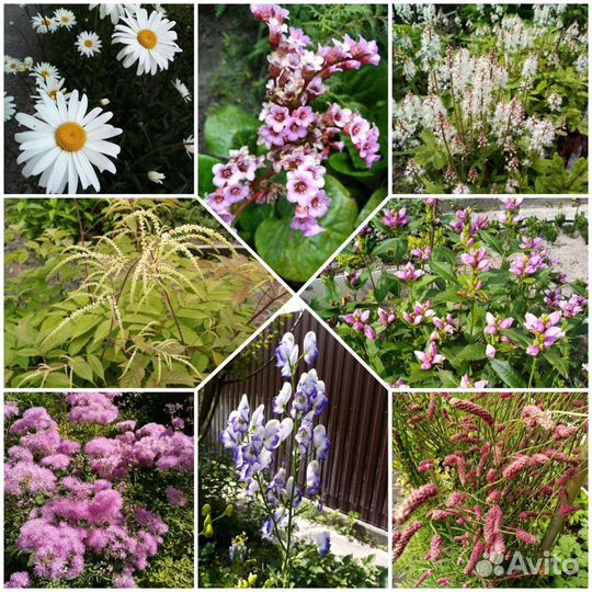 Многолетние неприхотливые садовые растения