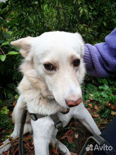 Собака в добрые руки