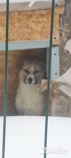 Щенки для охраны