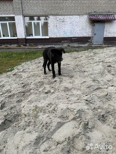 Собака в добрые руки отдам бесплатно
