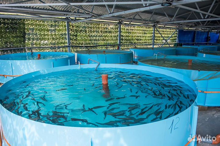 Форель для прудов