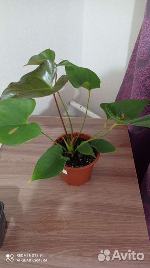 Антурим (красный, розовый, бел, черн, фиолетовый)