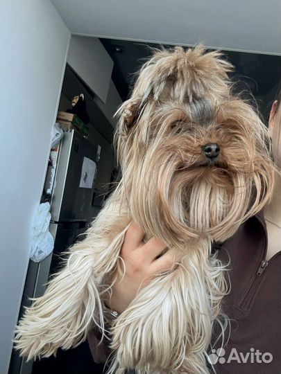 Нашелся Йоркширский терьер