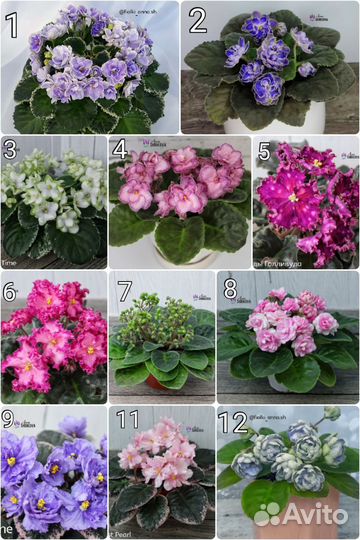 Сортовые фиалки