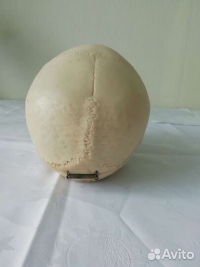 Модель черепа человека 1:1