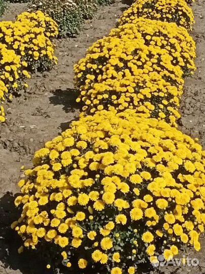 Растения для сада