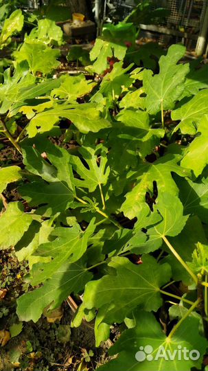 Инжир.сладкий вкусный местный