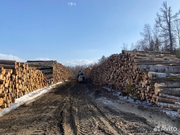 Лес кругляк