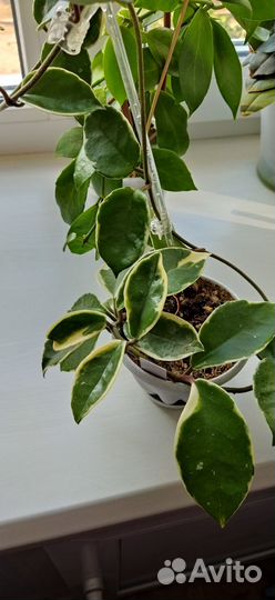 Домашние растения цветы