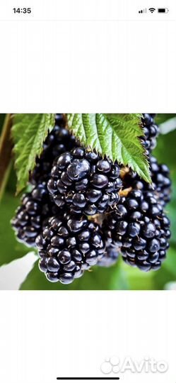 Ежевика торнфри саженцы