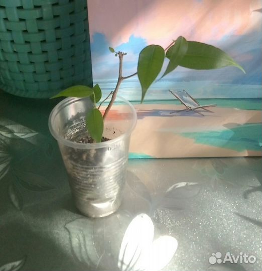 Драцена, алоэ, фикус Бенджамина, традесканция