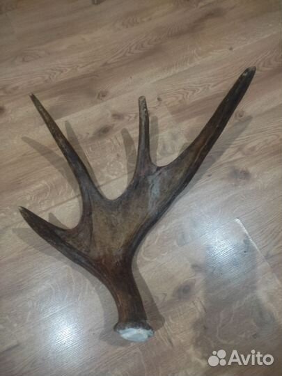 Продам рога лося