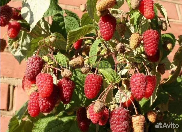 Продам саженцы крупноплодной элитной малины