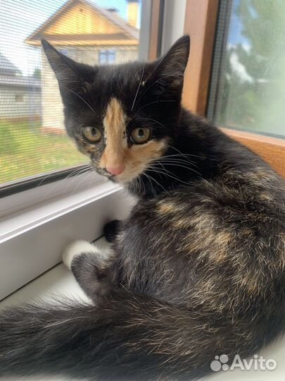 Котенок девочка богатка