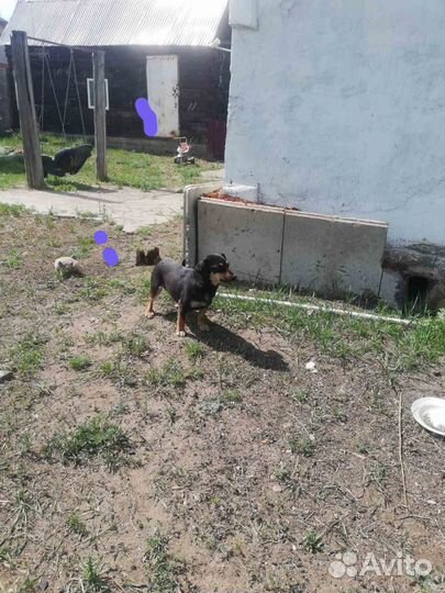 Собака в добрые руки маленькая порода