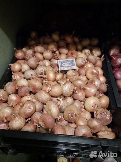 Лук семейный на посадку