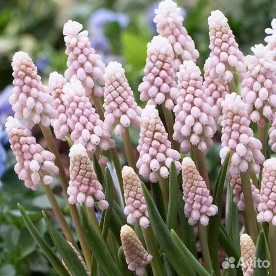 Мускари. Выдача началась