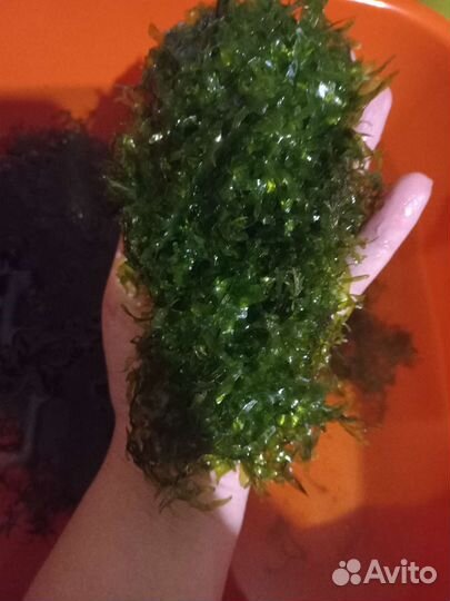 Мох ломариопсис