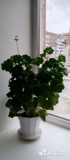 Красная герань