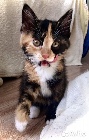 Кошки в добрые руки