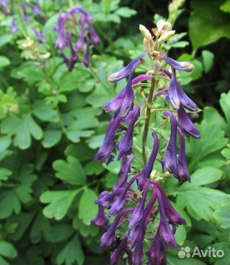 Хохлатка. SP.китай