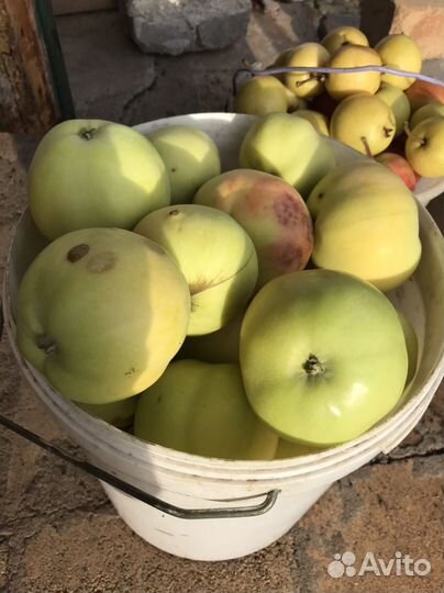 Яблоки садовые