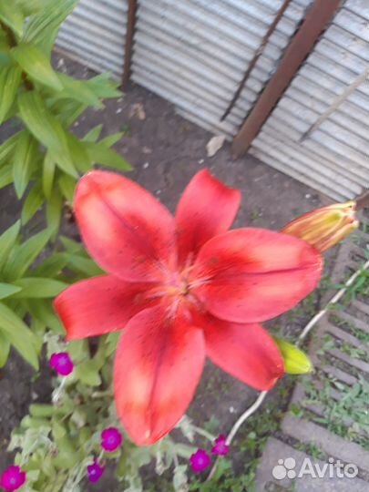 Лилии луковицы