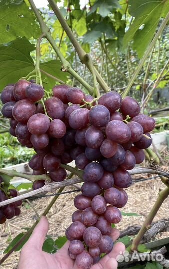 Виноград Памяти учителя саженцы