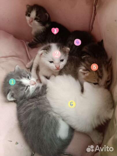 Котята ищут семью