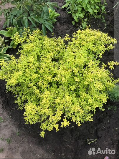 Спирея японская