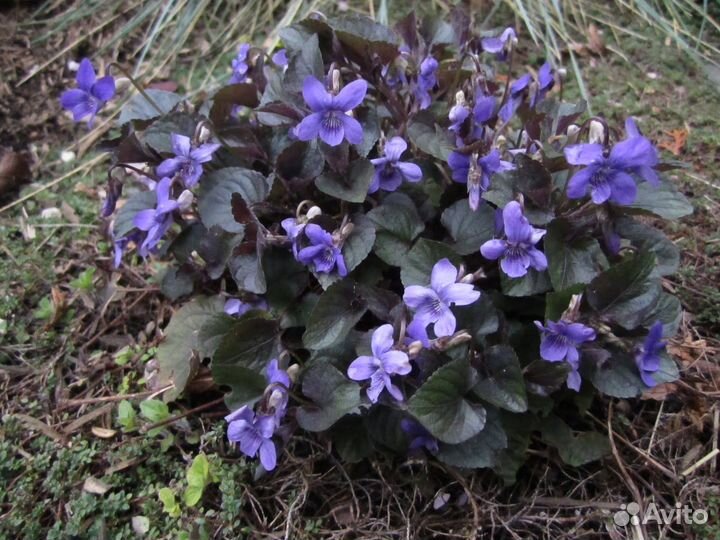 Виола (Фиалка, Анютины глазки) лабрадорская Саженц